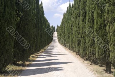 Road with cypresses in Tuscany