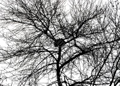 Bird`s Nest