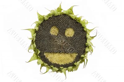 Happy sunflower isolated