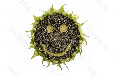Happy sunflower isolated