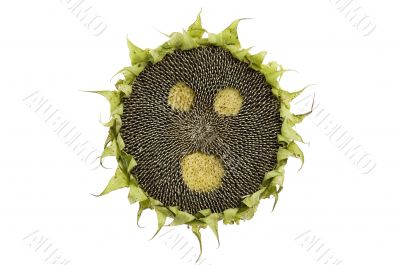 startled sunflower isolated