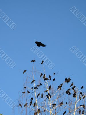 crow family in a tree