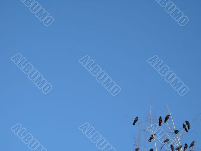 crow family in a tree