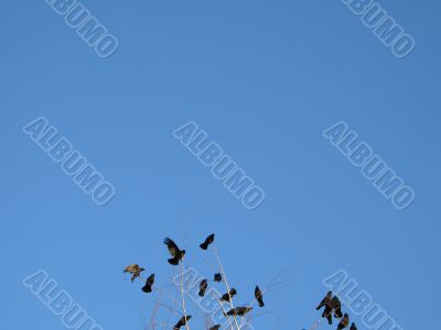 crow family in a tree