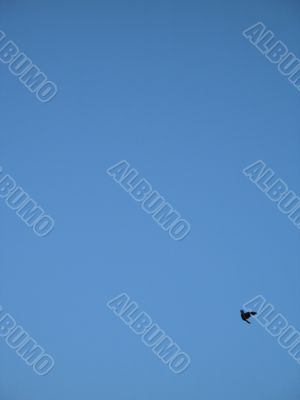 crow flying in the blue sky
