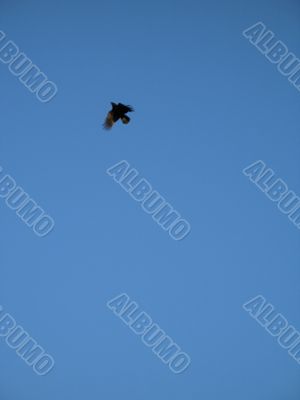 crow flying in the blue sky
