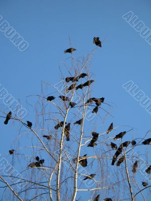 crow family in a tree