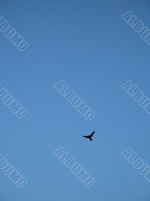 crow flying in the blue sky