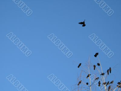 crow family in a tree