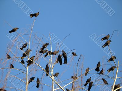 crow family in a tree