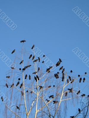 crow family in a tree