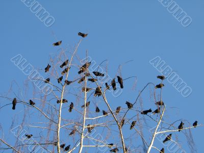 crow family in a tree