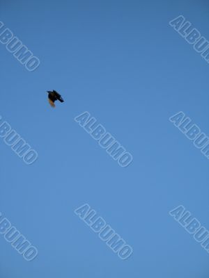 crow flying in the blue sky