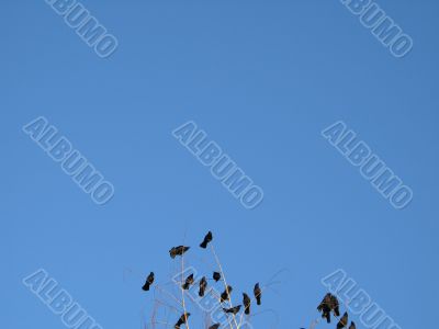 crow family in a tree