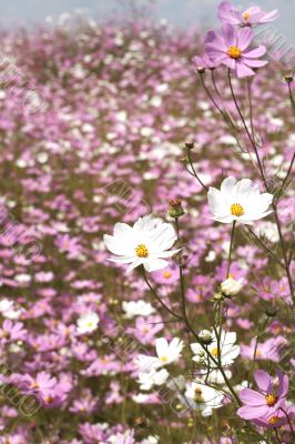 Field of wild cosmos flowers