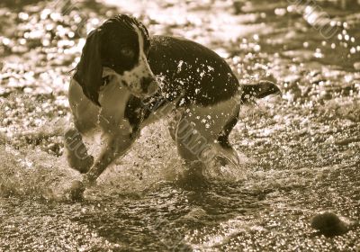 English Springer Spaniel and Ball