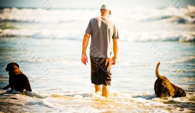 Man and Chesapeake Bay Retrievers