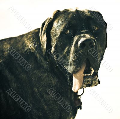 Neapolitan Mastiff