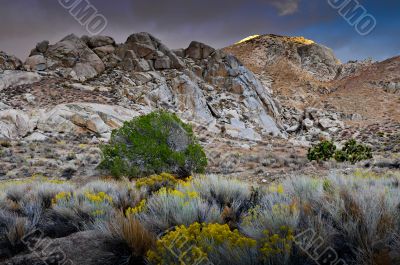 Desert Scene in Fall