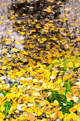 Yellow Leaves