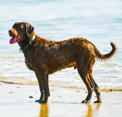 Chesapeake Bay Retriever