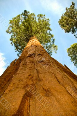 Sequoia Tree