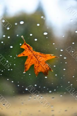 Fall Leaf on Window