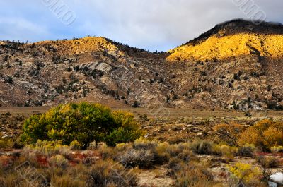 Desert Scene in Fall