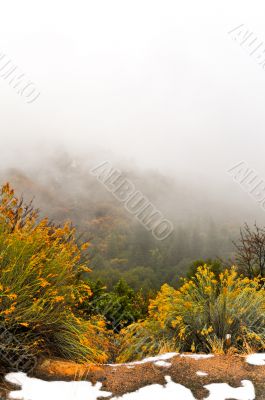 Fall Colors