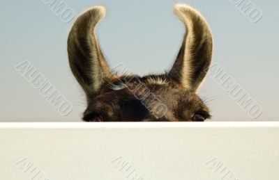 Llama Peeking Over a Fence