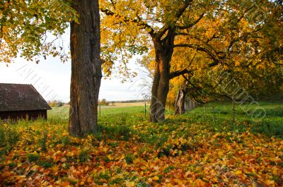 Swedish Countryside