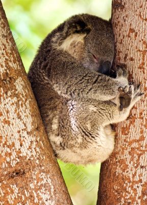 Sleeping Koala