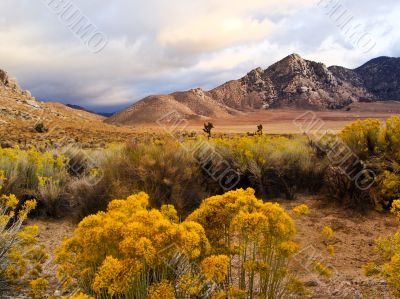 Desert Scene in Fall