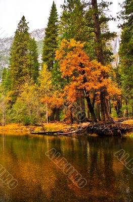Fall Colors of Yosemite