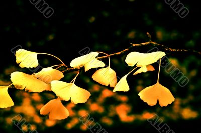 Yellow Maple Leaves