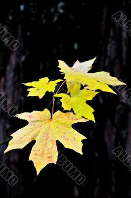 Autumn Leaves