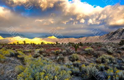 Desert Scene in Fall