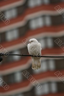 A white pigeon on the wire