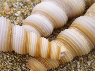 snail shells