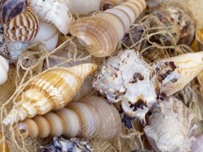 snail shells