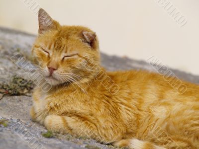 stray tomcat