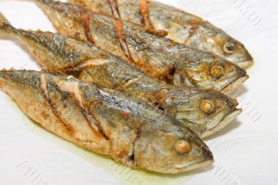 Dish Fish