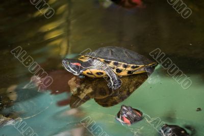 Turtles on the stone in water