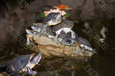 Turtles on the stone in water