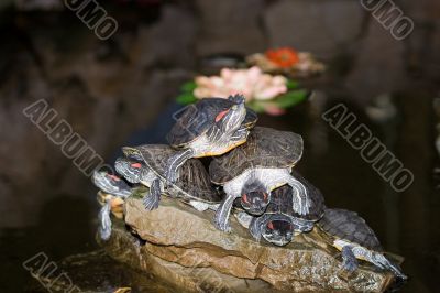 Turtles on the stone in water