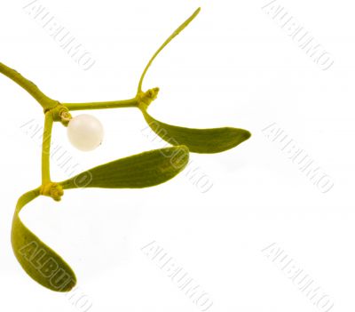 mistletoe
