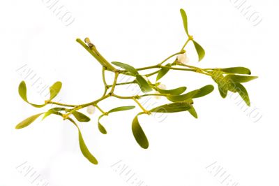 mistletoe