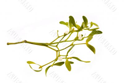 mistletoe