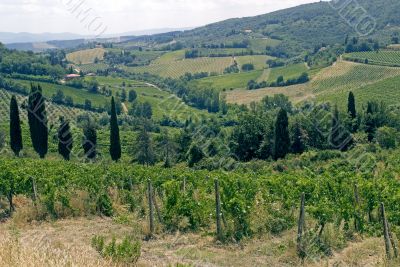 Landscape in Tuscany with vineyards at summer
