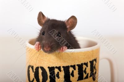 A cup of coffee?